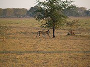 Gorongosa